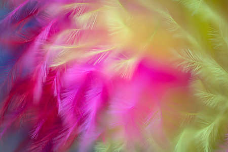 colored feathers abstract backgroundの写真素材