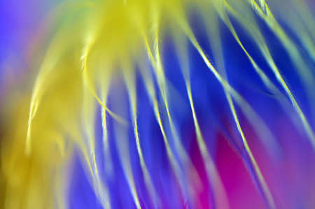 colored feathers abstract backgroundの写真素材