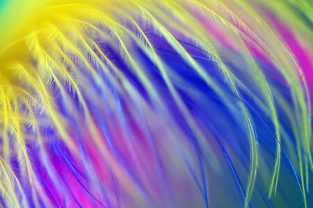 colored feathers abstract backgroundの写真素材