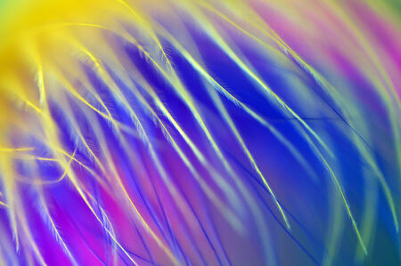 colored feathers abstract backgroundの写真素材