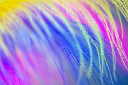 colored feathers abstract backgroundの写真素材