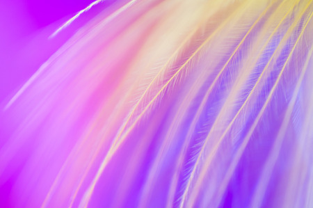 colored feathers abstract backgroundの写真素材