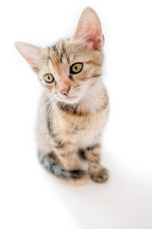 little kittenの写真素材