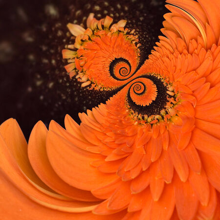 Gerbera flower infinity spiral abstract backgroundの写真素材