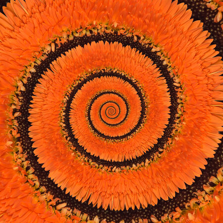 Gerbera flower infinity spiral abstract backgroundの写真素材