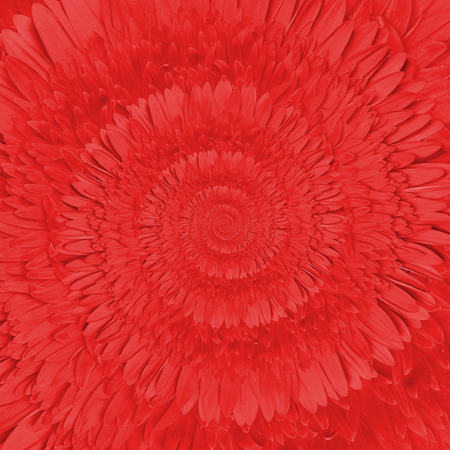 Gerbera flower infinity spiral abstract backgroundの写真素材
