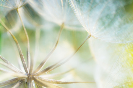 abstract dandelion flower detail background, closeup with soft focusの写真素材