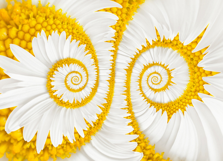 chamomile flower infinity spiral backgroundの写真素材