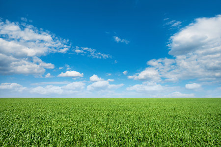 Vibrant green meadow under a blue skyの写真素材