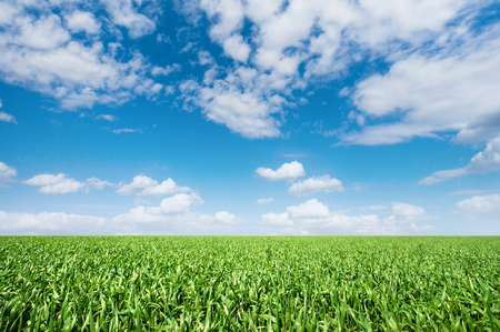 Vibrant green meadow under a blue skyの写真素材