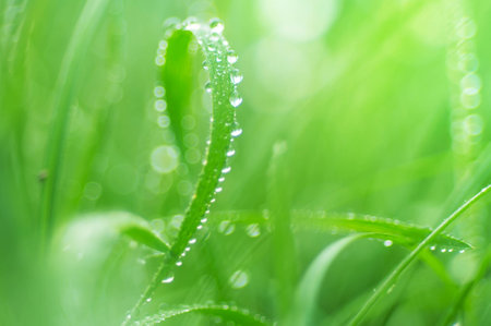 water drops on the green grass close up with soft focusの写真素材