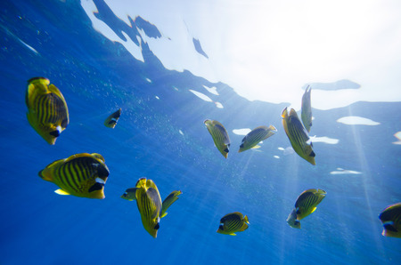 Abstract underwater deep blue backgroundsの写真素材