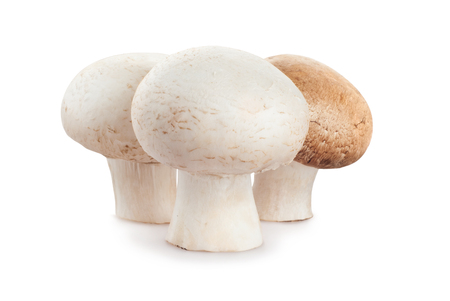 fresh mushroom champignon isolated on white backgroundの写真素材