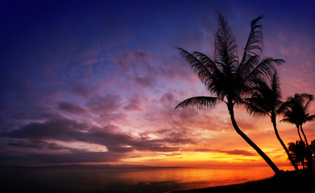 Sunset over the sea with tropical palm trees silhouette, sky backgroundの写真素材