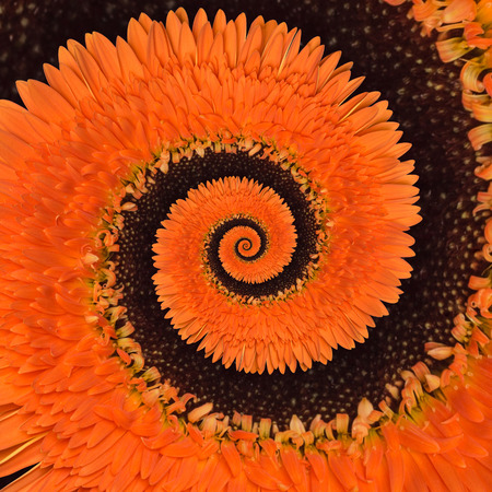 Gerbera flower infinity spiral abstract backgroundの写真素材
