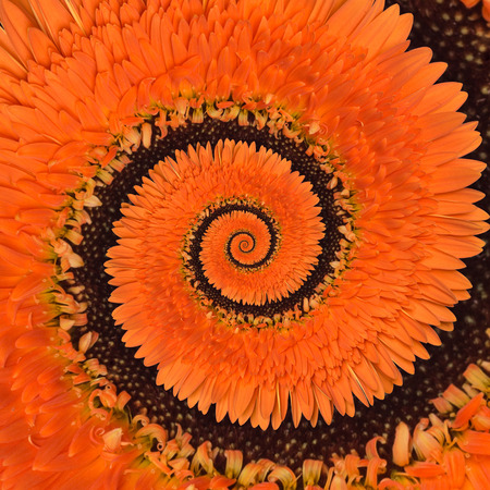 Gerbera flower infinity spiral abstract backgroundの写真素材
