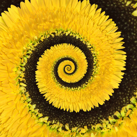 Gerbera flower infinity spiral abstract backgroundの写真素材