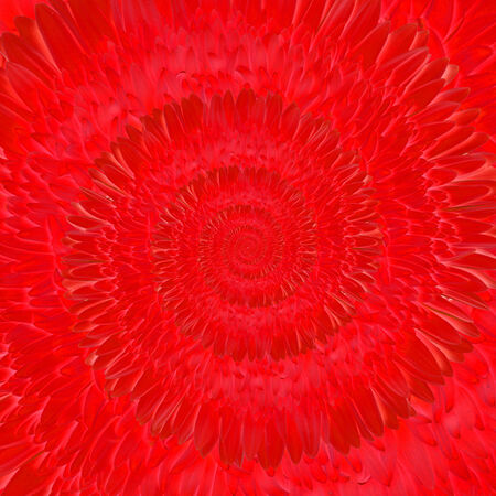 Gerbera flower infinity spiral abstract backgroundの写真素材