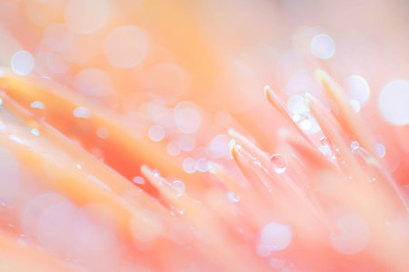 Orange pink flower with water drops, close up with soft focusの写真素材