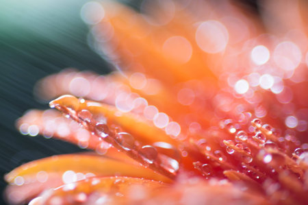 Orange pink flower with water drops, close up with soft focusの写真素材