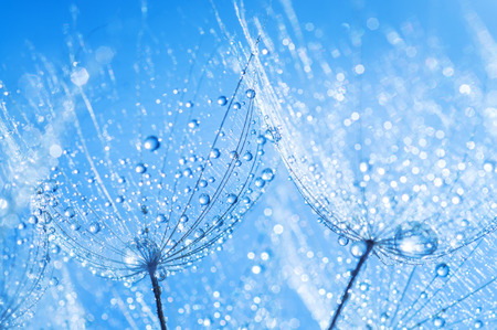 abstract dandelion flower seeds with water drops backgroundの写真素材