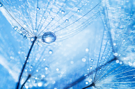 abstract dandelion flower seeds with water drops backgroundの写真素材