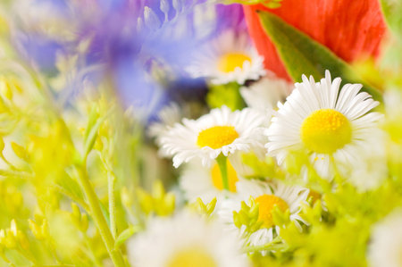 abstract flower closeup with soft focusの写真素材