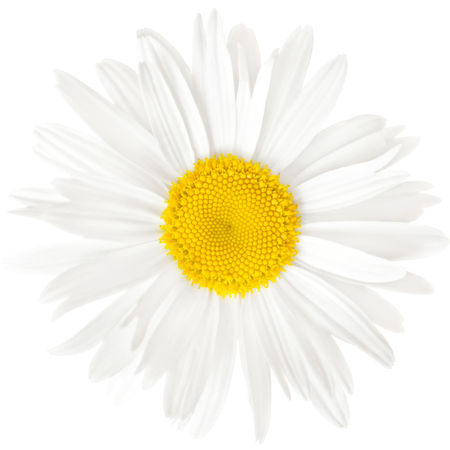chamomile flower isolated on white background with clipping pathの写真素材