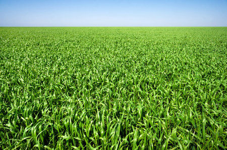 Vibrant green meadow under a blue skyの写真素材