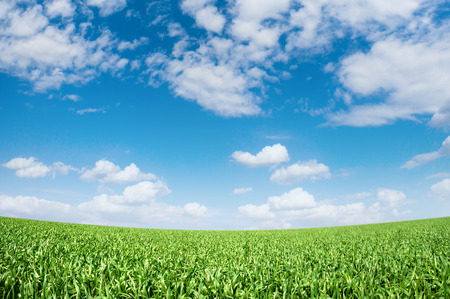 Vibrant green meadow under a blue skyの写真素材