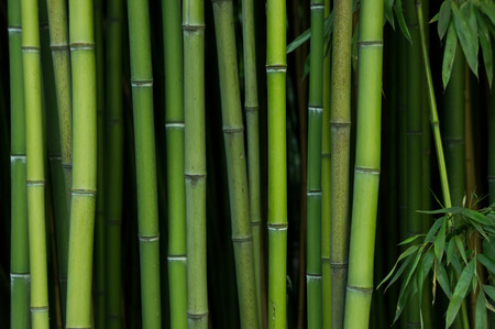 Bamboo Forest. Nature green backgroundの写真素材