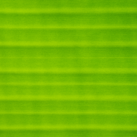 green leaf texture. abstract backgroundの写真素材