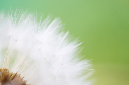 Dreamy dandelion macro. close up backgroundの写真素材
