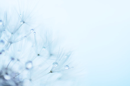 Blue abstract floral background, closeup of dandelion flowers with dew drops, nature detail, summer timeの写真素材