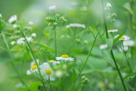 camomiles in green grass close up with soft focusの写真素材