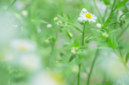 camomiles in green grass close up with soft focusの写真素材