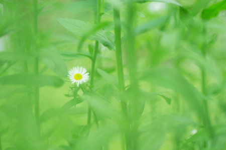 camomiles in green grass close up with soft focusの写真素材