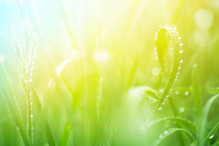 water drops on the green grass close up with soft focusの写真素材