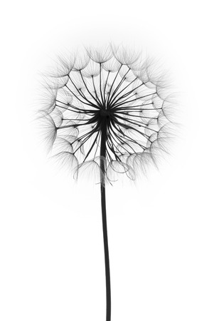 dandelion flower on a white background, silhouetteの写真素材