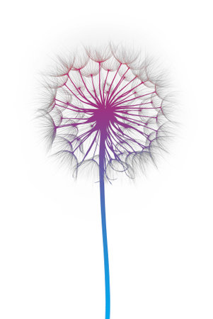 dandelion flower on a white background, silhouetteの写真素材