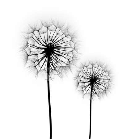 dandelion flower on a white background, silhouetteの写真素材