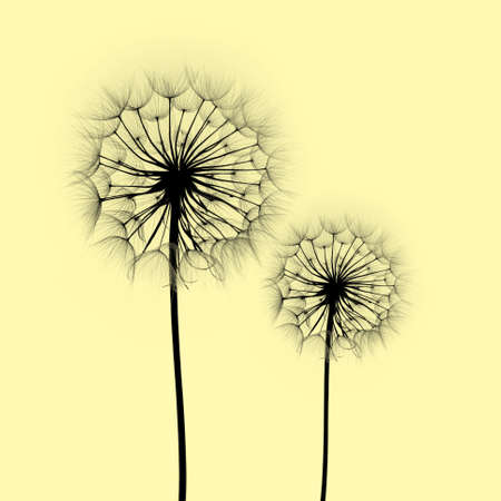 dandelion flower on a white background, silhouetteの写真素材