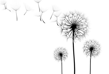 dandelion flower on a white background, silhouetteの写真素材