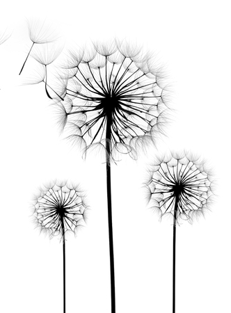 dandelion flower on a white background, silhouetteの写真素材