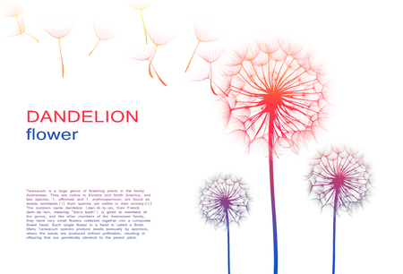 dandelion flower on a white background, colorful silhouetteの写真素材