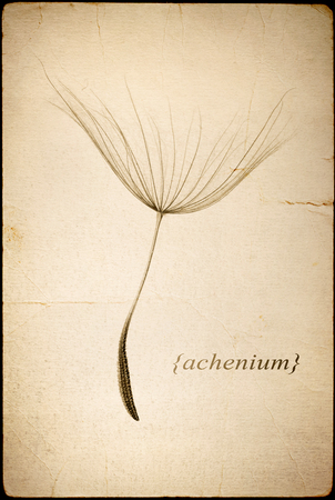 single dandelion seed isolated on white background on old vintage paperの写真素材