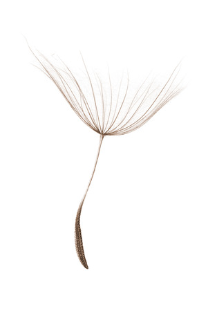single dandelion seed isolated on white backgroundの写真素材