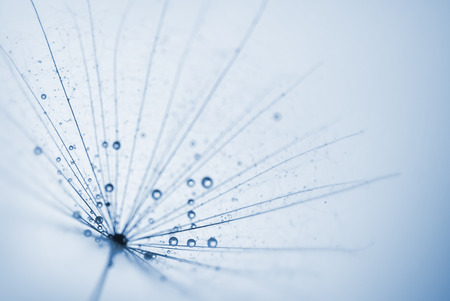 abstract dandelion flower background with water drops. extreme closeup with soft focus, beautiful nature detailsの写真素材