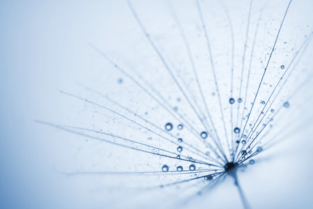 abstract dandelion flower background with water drops. extreme closeup with soft focus, beautiful nature detailsの写真素材