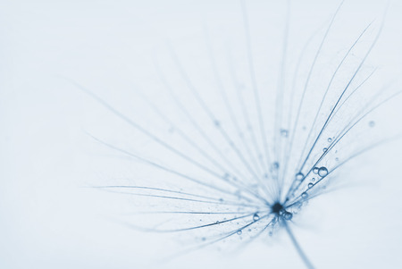abstract dandelion flower background with water drops. extreme closeup with soft focus, beautiful nature detailsの写真素材